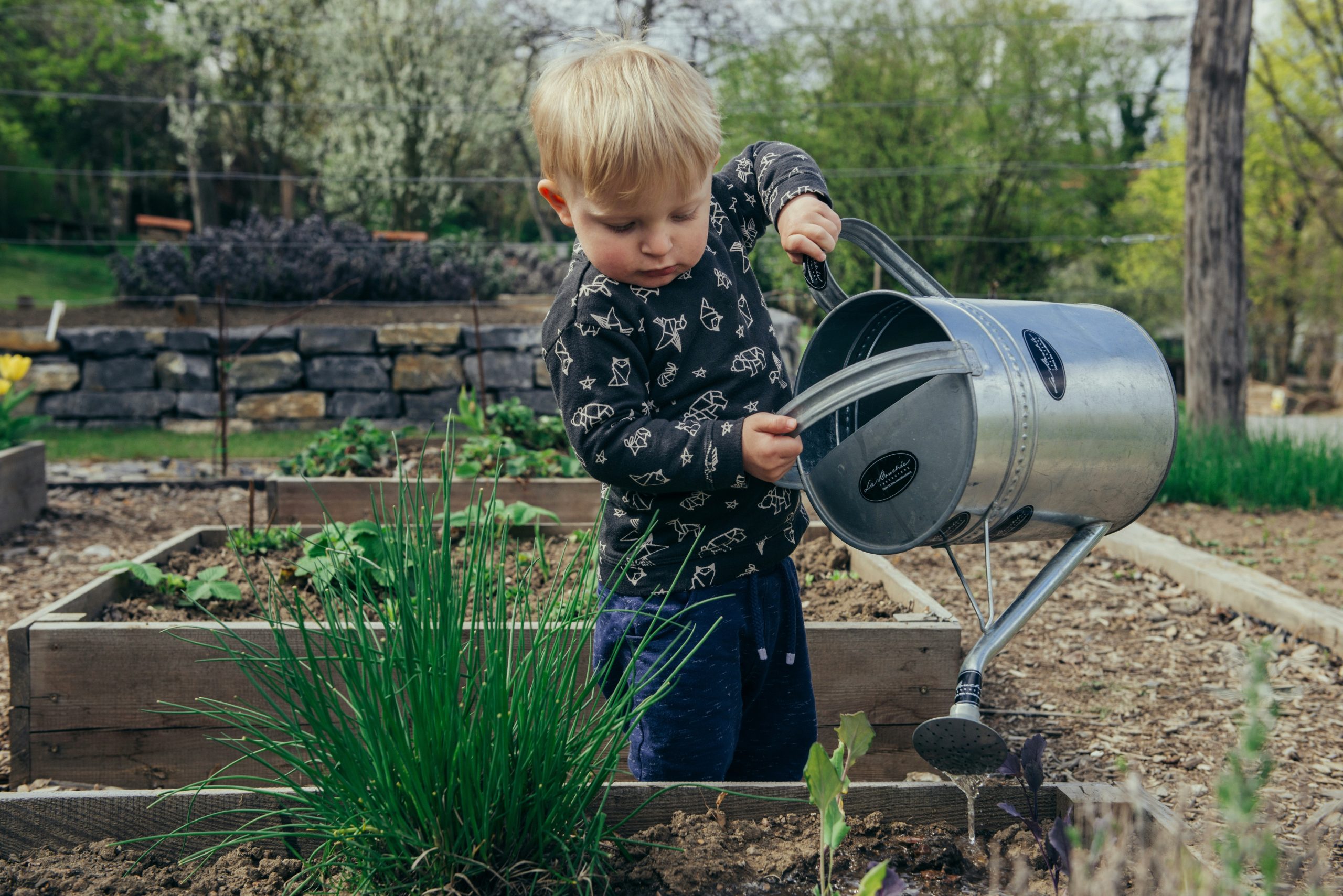 A small child using a watering can to water some vegetables